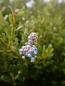 Preview: Immergrüne Säckelblume Viktoria; Säckelblume Viktoria (Ceanothus impressus Viktoria) - Stämmchen