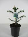 Schmuck-Tanne; Chilenische Schmucktanne; Affenschwanzbaum (Araucaria araucana) C3 25-30cm